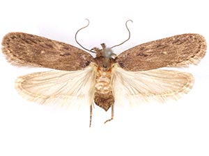 Depressaria leptotaeniae