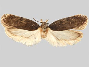 Depressaria togata