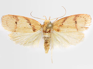 Himmacia diligenda