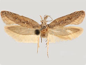 Pyramidobela agyrtodes