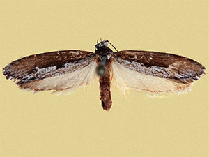 Ethmia epileuca