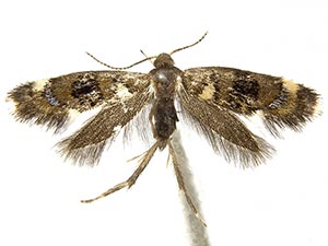 Fabiola tecta