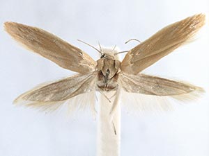 Calosima dianella