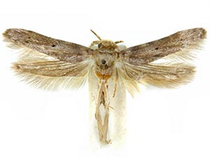 Holcocera crassicornella