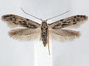 Hypatopa vestaliella