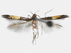 Cosmopterix inopis