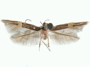 Cosmopterix ebriola