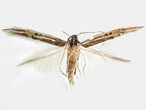 Cosmopterix erinome