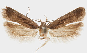 Aroga trilineella