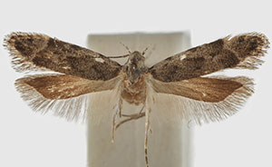 Anacampsis tephriasella