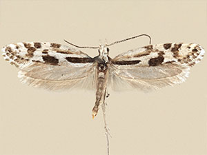 Plutella notabilis