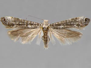 Atemelia casimiroae