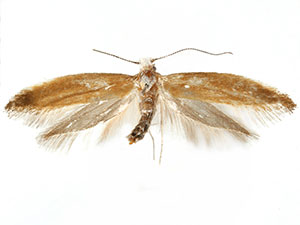 Cedestis sp. 2