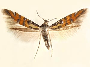 Neoheliodines albidentus