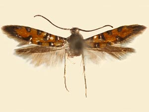 Neoheliodines hodgesi