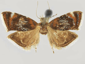 Prochoreutis palinura