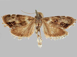 Caloreas caliginosa