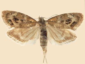 Tebenna chrysobalia