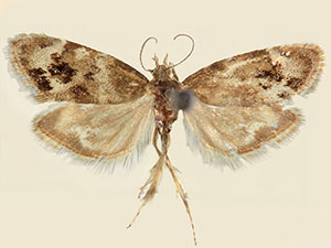 Tebenna mimetica