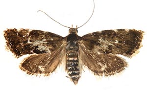 Neochoreutis epicharis