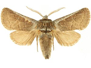 Comadia redtenbacheri