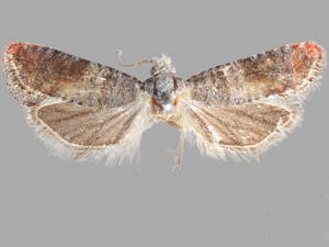 Rhyacionia aktita