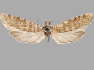 Rhyacionia pallifasciata