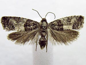 Spilonota laricana