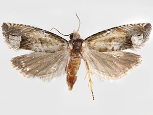 Eucosma patagoniana