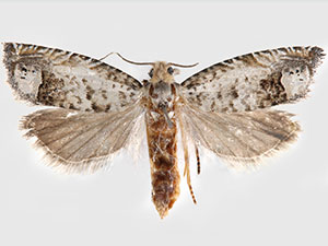 Eucosma patagoniana