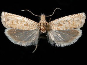 Pelochrista comatulana