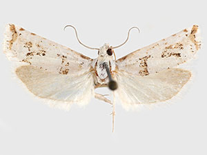 Pelochrista candida
