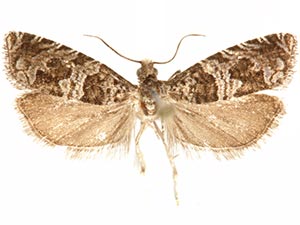 Sonia divaricata