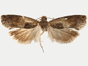 Pseudexentera oreios