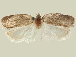 Acleris okanagana