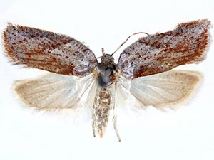 Acleris capizziana