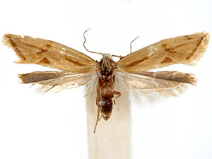 Aethes sonorae