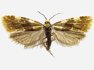 Phalonidia lepidana