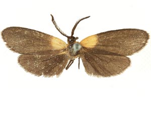 Pyromorpha centralis