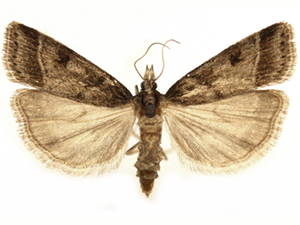 Scoparia rigidalis