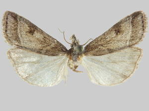 Scoparia denigata