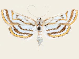 Parapoynx curviferalis