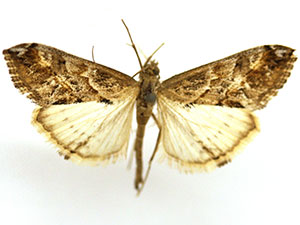 Evergestis dischematalis