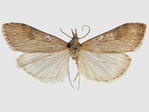 Udea itysalis