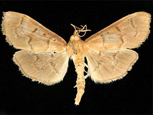 Herpetogramma centrostrigalis