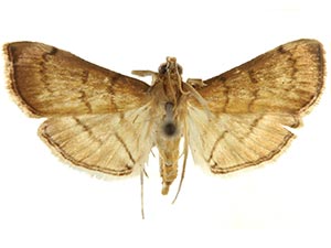 Salbia mizaralis