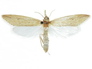 Donacaula uxorialis