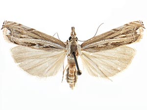 Mesolia baboquivariella