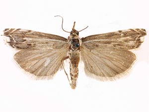 Mesolia baboquivariella