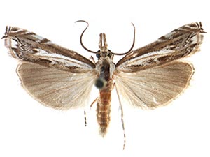 Mesolia oraculella